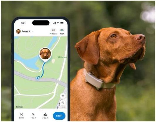 Actual product image Tractive GPS Tracker Dog 6 (Dog)