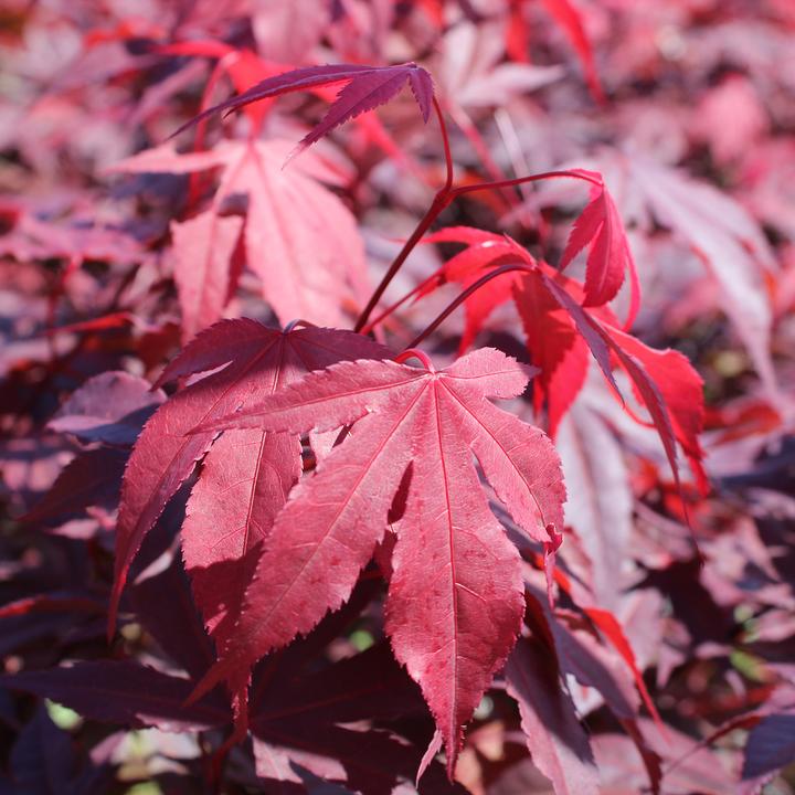 Actual product image Zulauf Japanischer Fächer-Ahorn / Acer palmatum 'Atropurpureum' (80 cm)