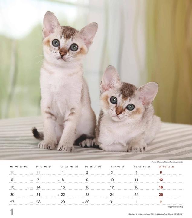 Produktbild Alpha Edition Niedliche Katzenkinder 2025 Bildkalender, 30x34cm, Kalender mit niedlichen (30 x 34 cm, Harter Einband, Deutsch)