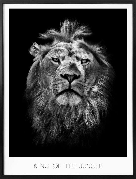 Produktbild Trenddeko Lion - King of the Jungle (100 x 120 cm)