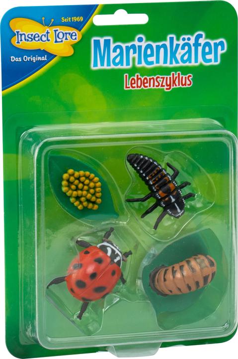 HCM Kinzel Marienkäfer Lebenszyklus