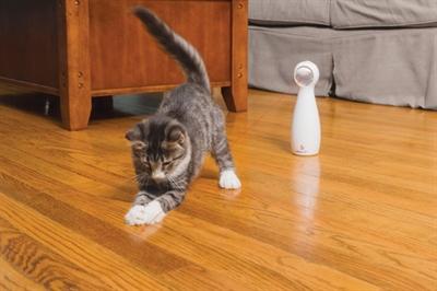Actual product image PetSafe Bolt (Catmint toy)