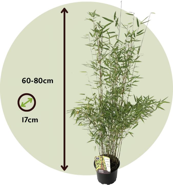 Actual product image Plant in a Box Fargesia nitida 'Red Dragon' - Set of 2 Red Dragon Bamboo (60 cm)