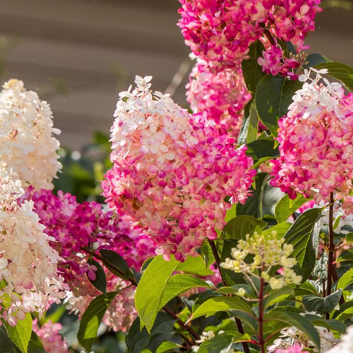 Image du produit Plant in a Box Hortensia Paniculata 'Pink Lady', 'Phantom', 'Silver Dollar' - Set de 3 hortensias (25 cm)