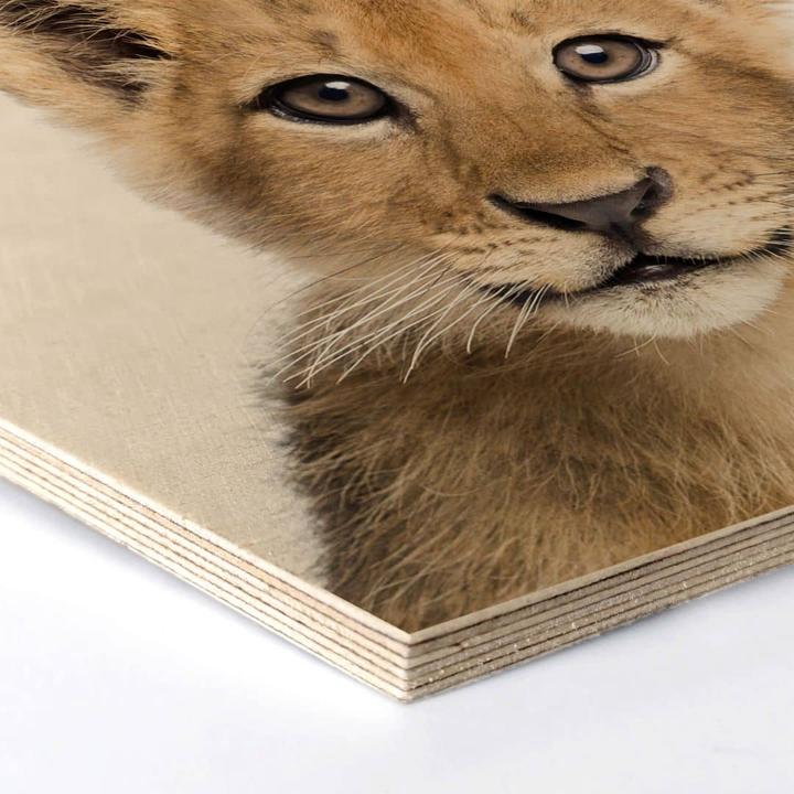 Image du produit Trenddeko Bébé Lion cm (25 x 22 cm)