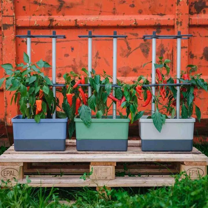Productafbeelding Gusta Garden Charly Chili (35 cm)