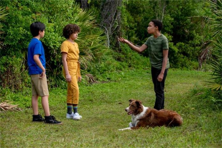 Image du produit Plaion Détectives animaliers - Trois enfants et leur plus grande affaire (DVD, 2024, Anglais, Allemand)