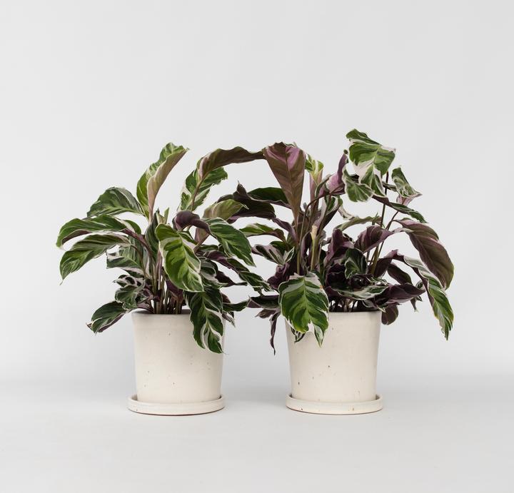 Immagine prodotto Plant in a Box Calathea Lietzei "White Fusion" - Set di 2 cesti Maranthe (30 cm)