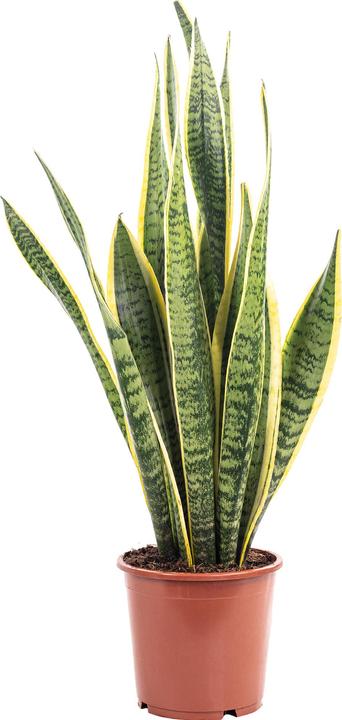 Image du produit Flowerbox Chanvre arctique - Sansevieria trifasciata Laurentii (45 cm)
