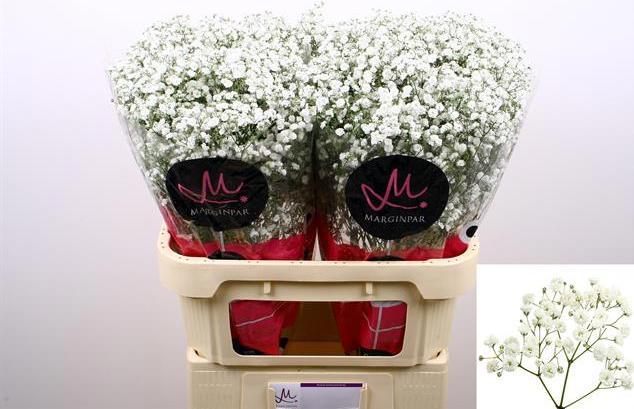 Image du produit Flowerbox Bouquet de gypsophile - Gypsophila paniculata Xlence (Fleurs coupées)