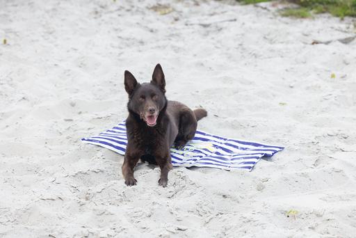 Immagine prodotto Beeztees Kühlmatte Hello Summer (Cane)