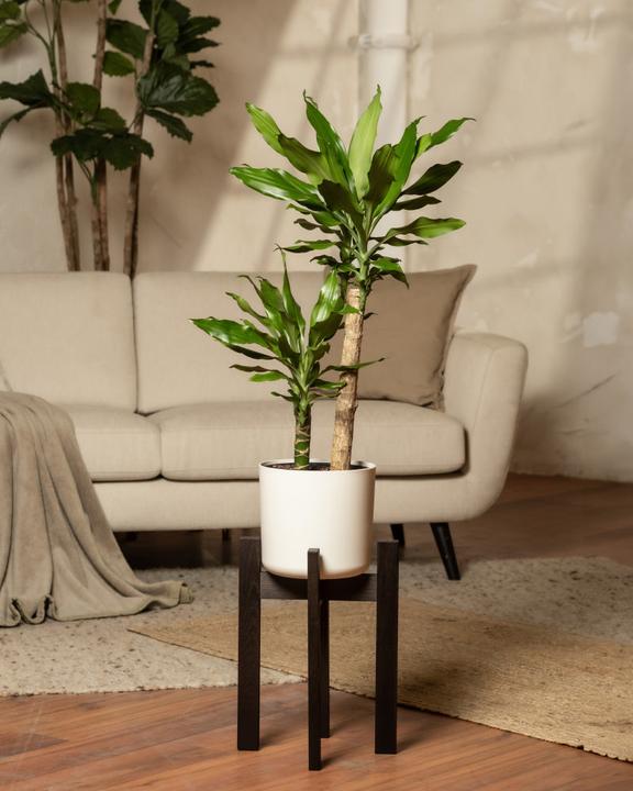 Immagine prodotto feey Supporto per piante (Stelion | 22 cm Ø)
