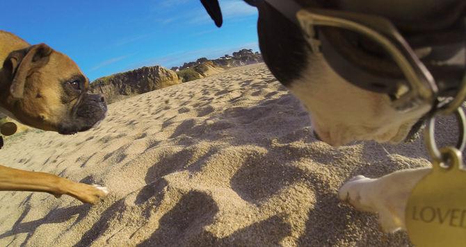 Image du produit GoPro Fetch harnais pour chien (Héros 7, Universel, Action Osmo)