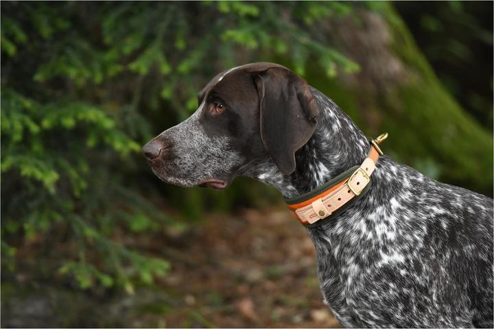 Image du produit Niggeloh Collier de soudure (XS, Chien, Général)