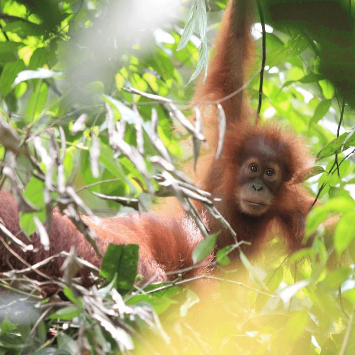 Actual product image Tropical Mountains SUMATRA Orang Utan Coffee (1000 g, Medium roast)