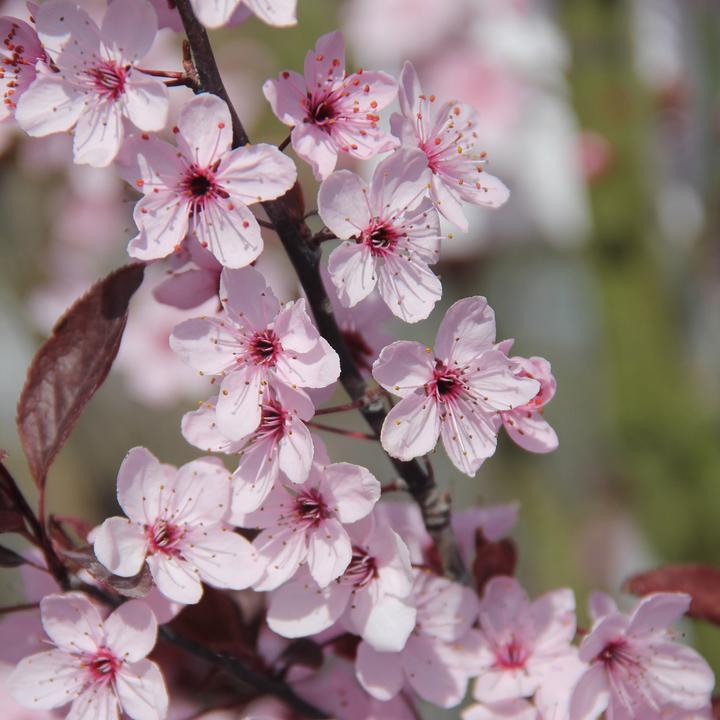Image du produit Zulauf Zwerg-Blut-Pflaume / Prunus cistena (125 cm)