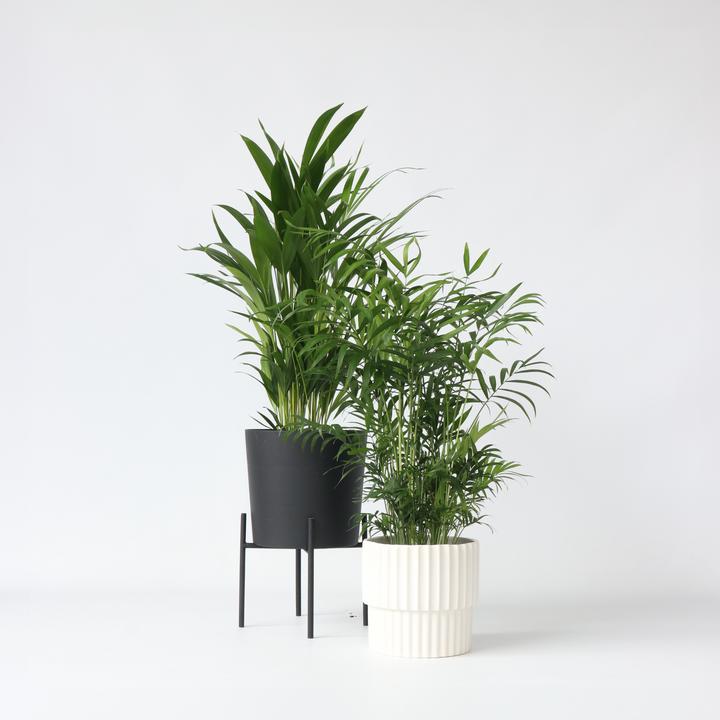 Actual product image Plant in a Box Chamaedorea Elegans, Dypsis lutescens - mixture of 2 indoor palms (60 cm)