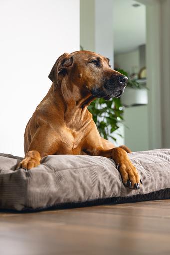 Image du produit Beeztees Veo (Chien)