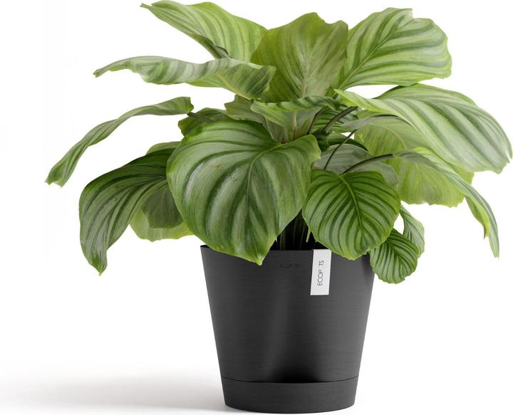 Produktbild Ecopots Venice 2