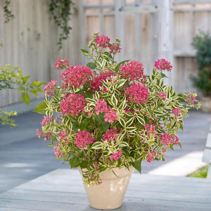 Actual product image Plant in a Box Hydrangea serrata 'Euphorbia Pink' - Hydrangea set of 2 (40 cm)