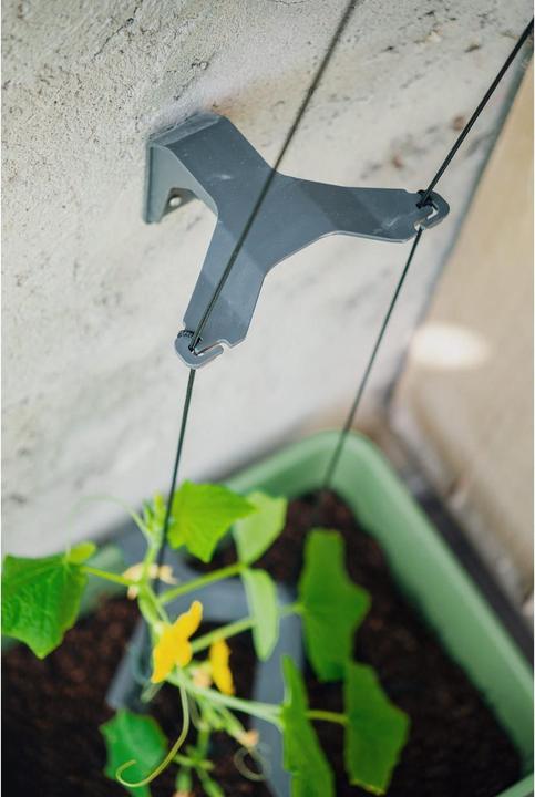 Immagine prodotto Gusta Garden Cetriolo Curt (33.50 cm)