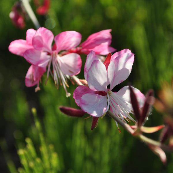 Produktbild Säntispracht Die Prachtkerze, ein Sommerdauerblüher - Gaura lindheimeri 'Rosyjane' (50 cm)