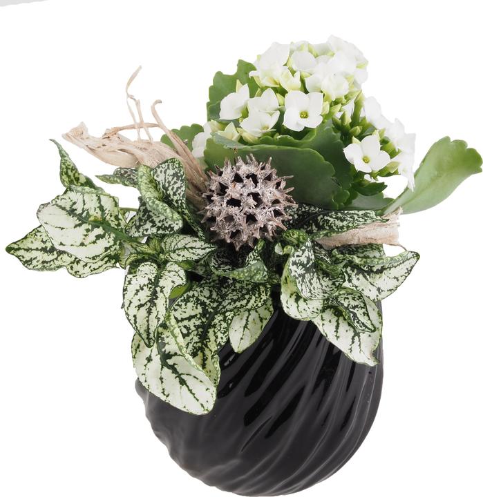 Immagine prodotto Migros Ostschweiz Disposizione dei vasi (18 cm)
