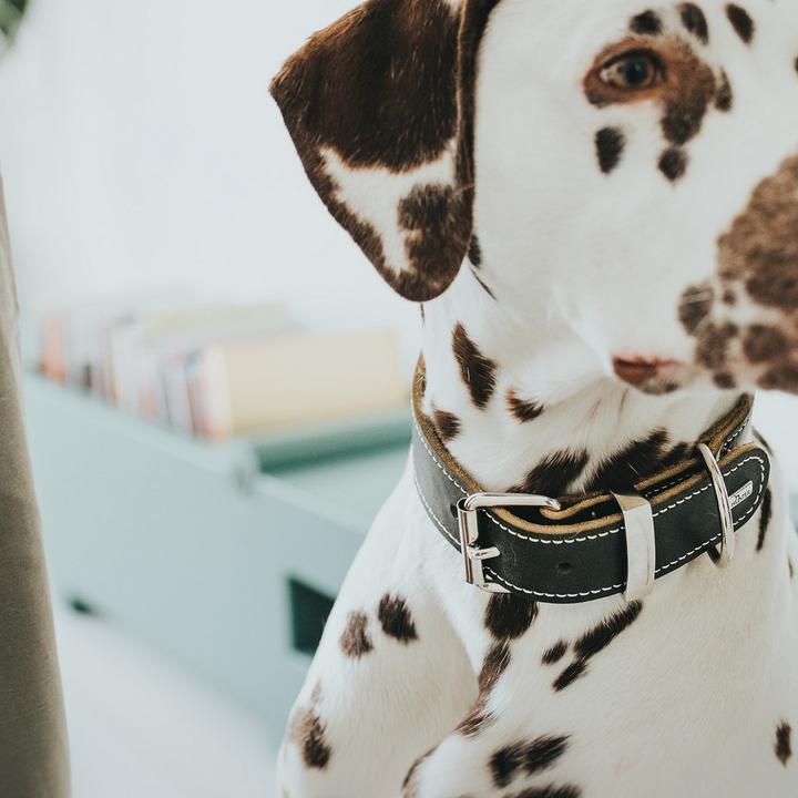 Actual product image Hunter Collar Aalborg Special (40, 41, 42, 43, 44, 45, 46, 47, 48, Dog, Dog sport)