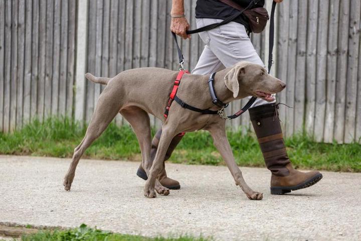 Produktbild Company of Animals Halti Antizug S Front Control (S, Hund, Allgemein)