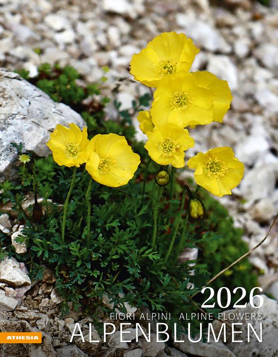 Produktbild AlpenblumenKalender2026 (Italienisch, Englisch, Deutsch, Französisch)