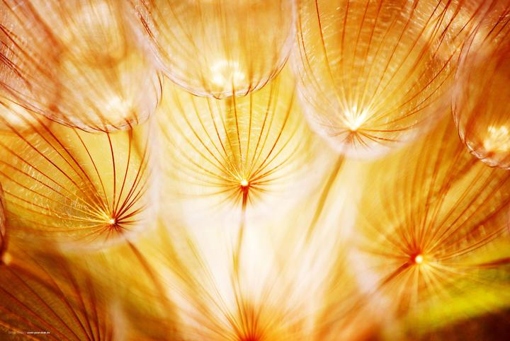 Produktbild CoverYourDesk Schreibtischunterlage Pusteblume im Sonnenglanz