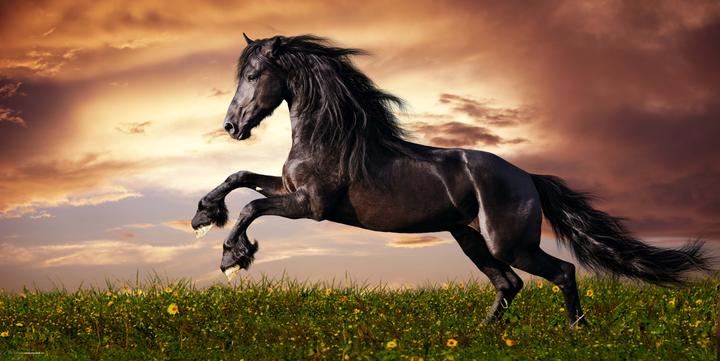 Actual product image CoverYourDesk Black horse