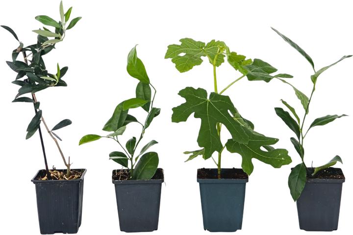 Produktbild Plant in a Box Citrus calamondin, citrus limon, ficus carica, olea - 4er Set Mediterranen Obstbäumen (25 cm)