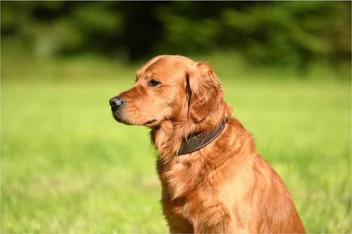 Produktbild Niggeloh Halsung Classic Loden (S, Hund, Allgemein)