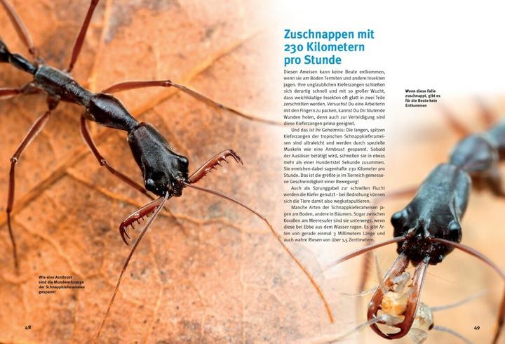 Image du produit Entdecke die Ameisen (Allemand, Ralf Klinger, 2023)