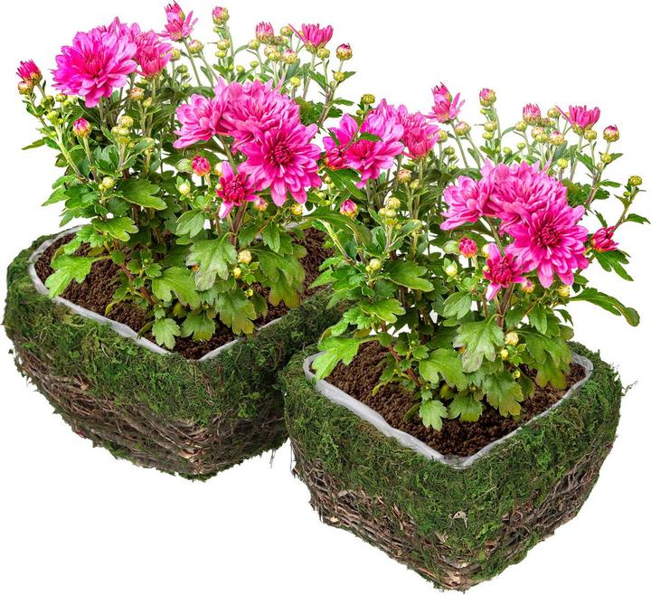 Immagine prodotto Natura Punto Set di 2 cachepot o ciotole decorative in materiali naturali