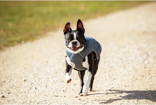 Image du produit Chiara Frozy Cooling Jacke (3XL, Gilet de sauvetage pour chien)