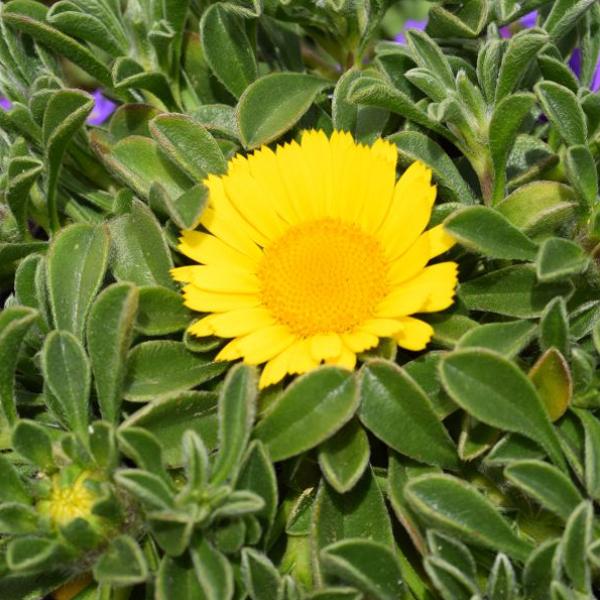 Image du produit Säntispracht Set de 4, Le thaler d'or rampant - Asteriscus maritimus Aurelia Gold (15 cm)