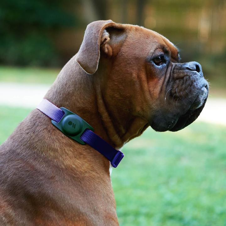 Actual product image Case-Mate AirTag Dog Collar Mount