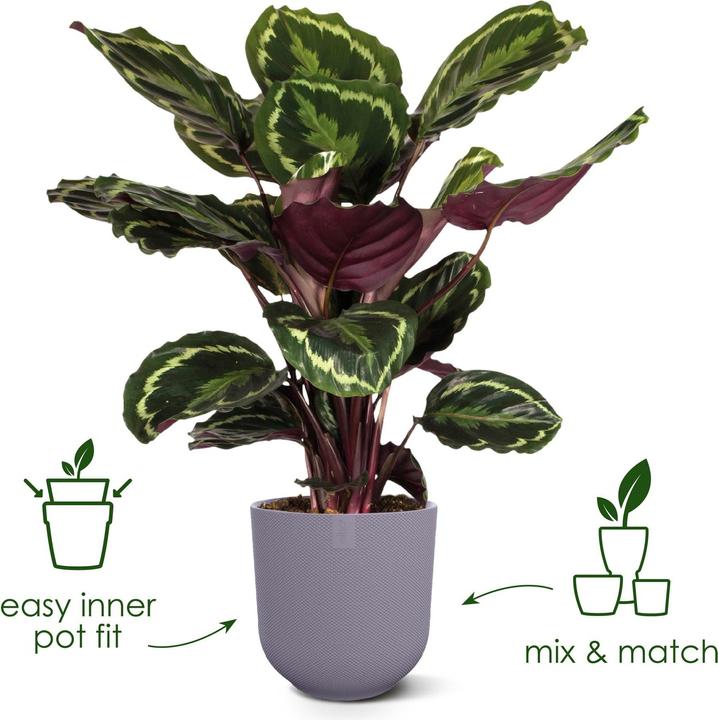 Actual product image Elho Jazz (26 cm)