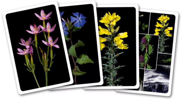 Produktbild Heilen mit Bachblüten. Das Kartenset (Deutsch, Anna E. Rcker, 2024)