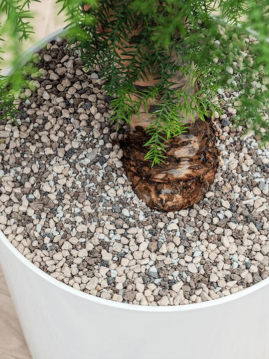 Produktbild Baq Design Livistonia rotundifolia & Baq Basic (110 cm)