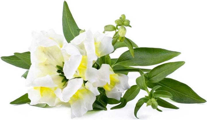Image du produit Click and Grow Semences de gueules-de-loup blanches pack de 3