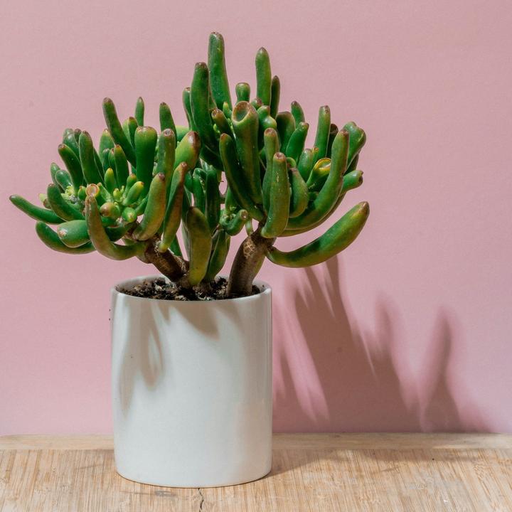Image du produit Plant in a Box Crassula ovata Hobbit - Plante de jade (55 cm)