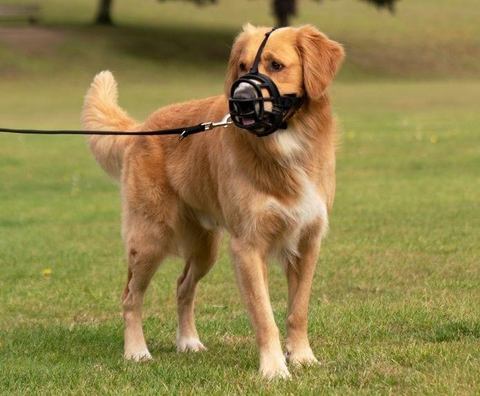 Immagine prodotto Company of Animals Museruola Ultra Muzzle (4, Cane, Generale)