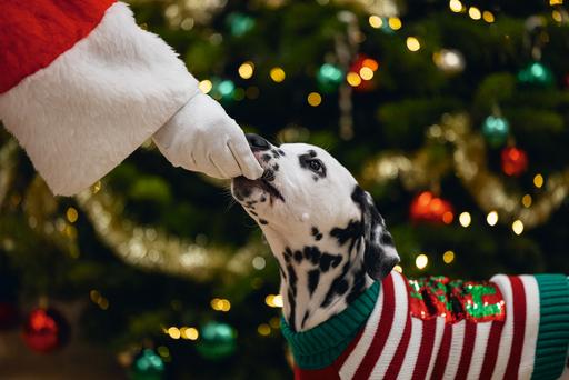 Actual product image Beeztees Hohoho (M, Dog jumper)