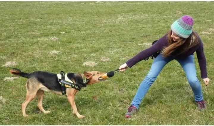 Immagine prodotto Out of the blue Borsa per l'addestramento dei cani taglia XL (XL)