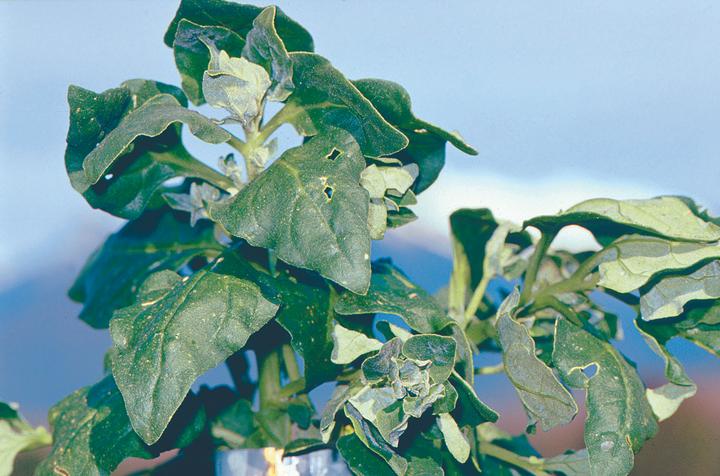 Produktbild Zollinger Bio Neuseeländerspinat (Pflanzensamen)