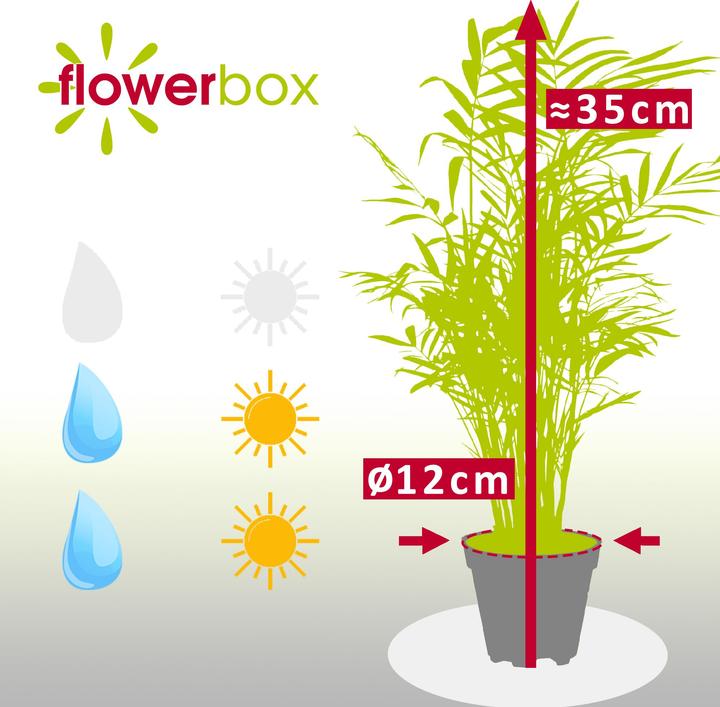 Produktbild Flowerbox Bergpalme - Chamaedorea elegans (35 cm)