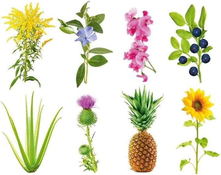 Image du produit Click and Grow Kit expérimental (Germes)
